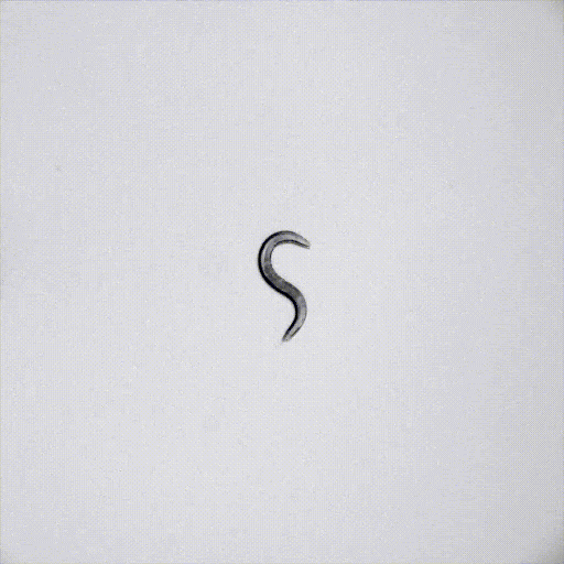 C. elegans worm wiggling